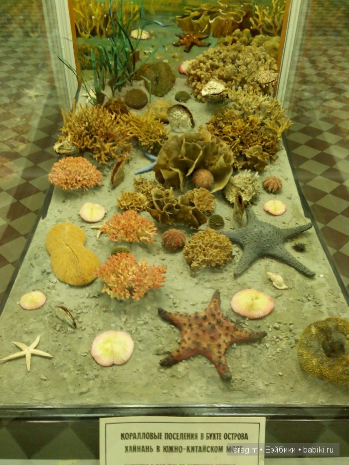 "А не пойти ли нам в Зоологический музей?"