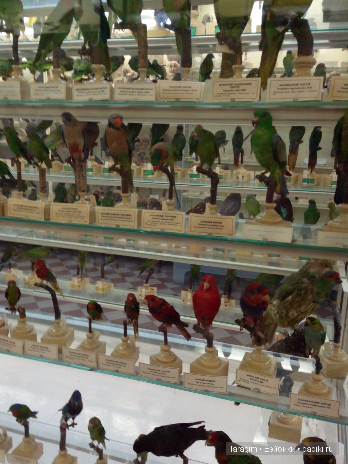 "А не пойти ли нам в Зоологический музей?"