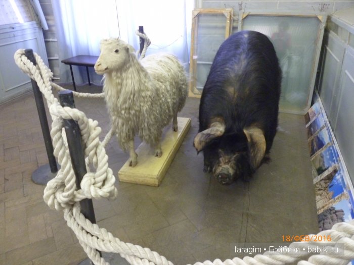 "А не пойти ли нам в Зоологический музей?"