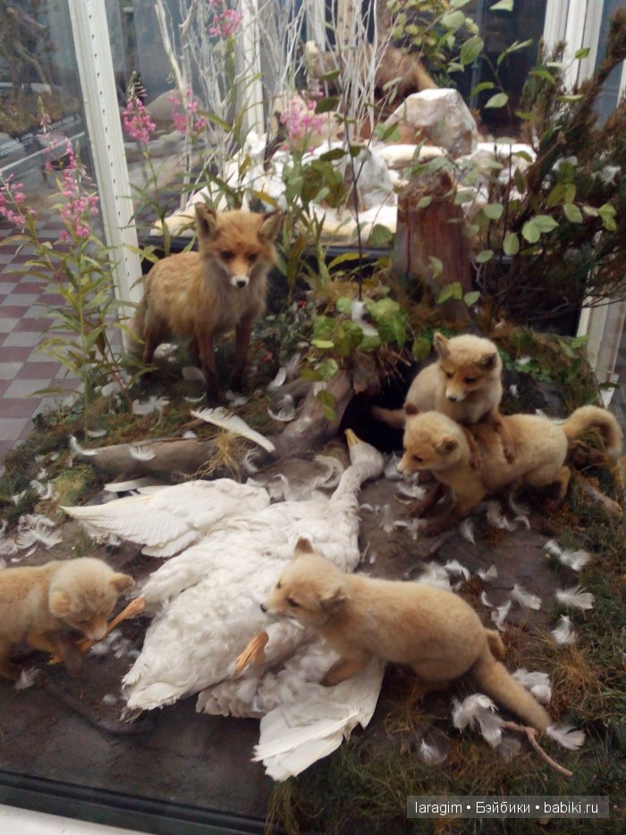 "А не пойти ли нам в Зоологический музей?"