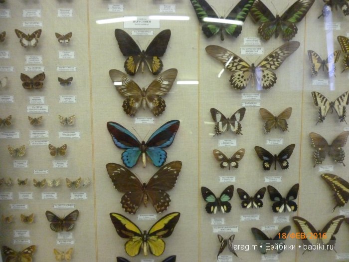 "А не пойти ли нам в Зоологический музей?"