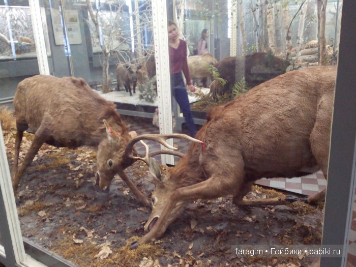 "А не пойти ли нам в Зоологический музей?"