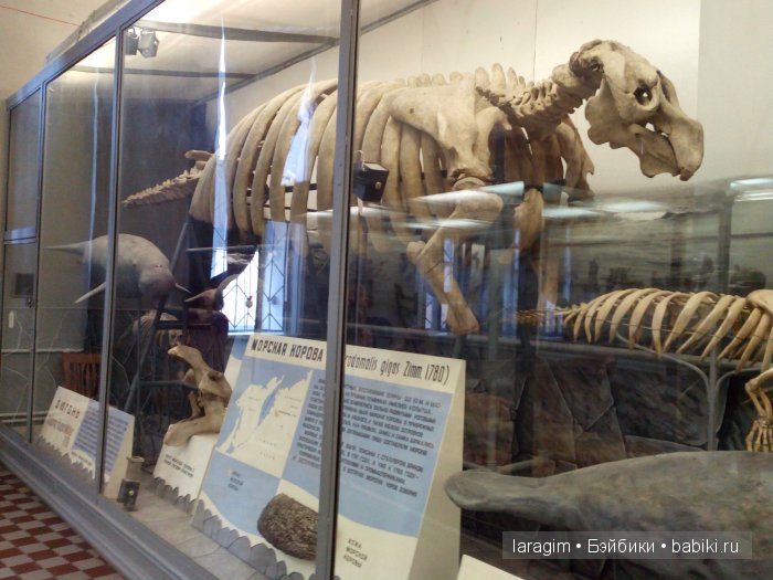 "А не пойти ли нам в Зоологический музей?"