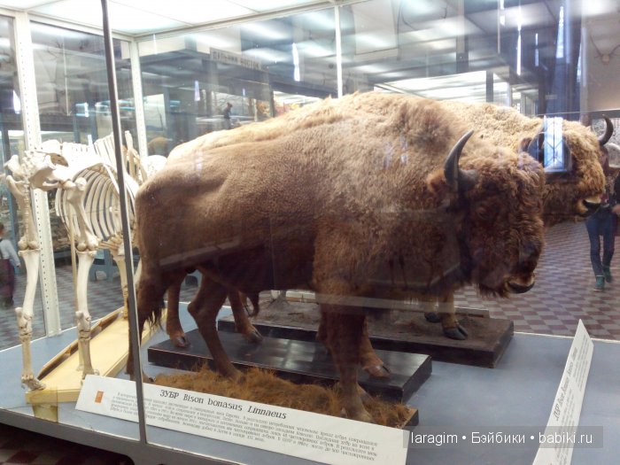 "А не пойти ли нам в Зоологический музей?"