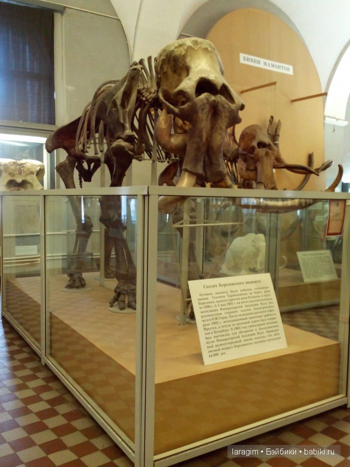 "А не пойти ли нам в Зоологический музей?"