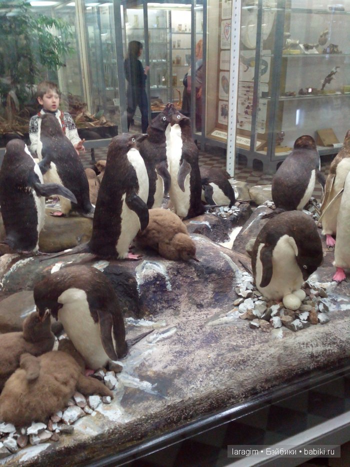 "А не пойти ли нам в Зоологический музей?"