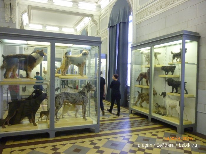 "А не пойти ли нам в Зоологический музей?"