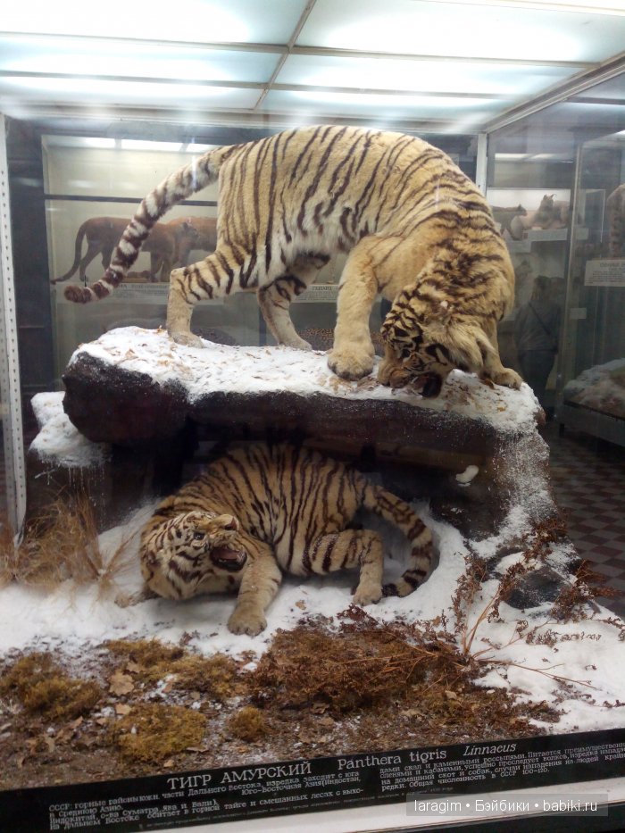 "А не пойти ли нам в Зоологический музей?"