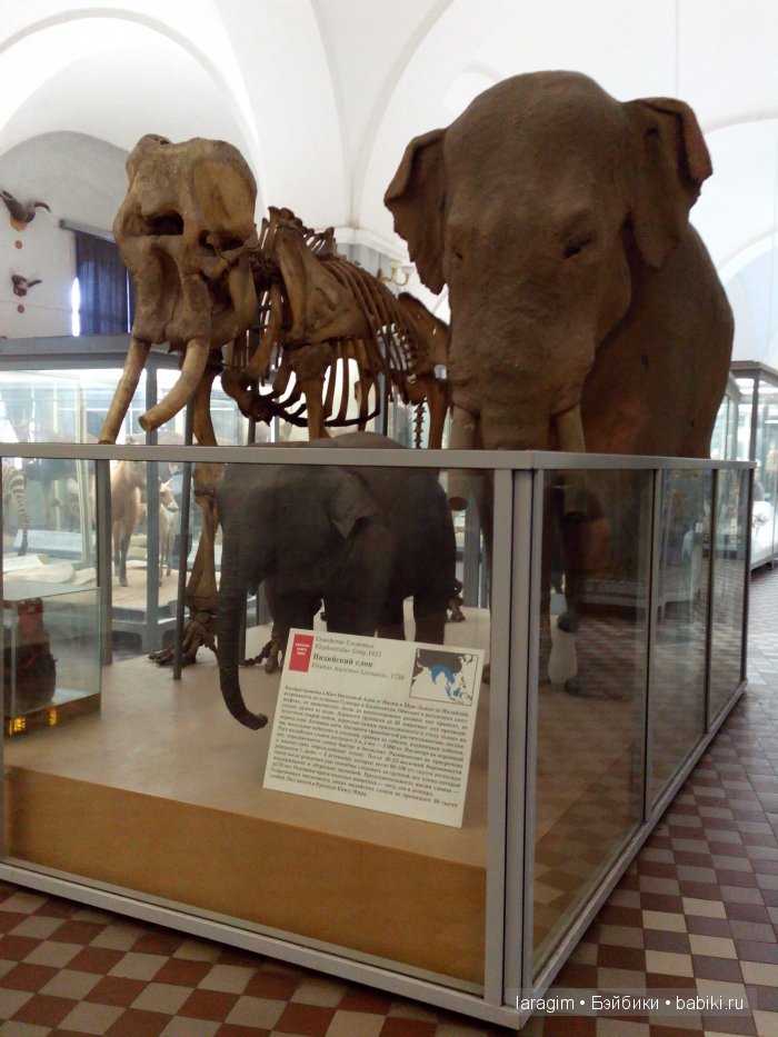 "А не пойти ли нам в Зоологический музей?"