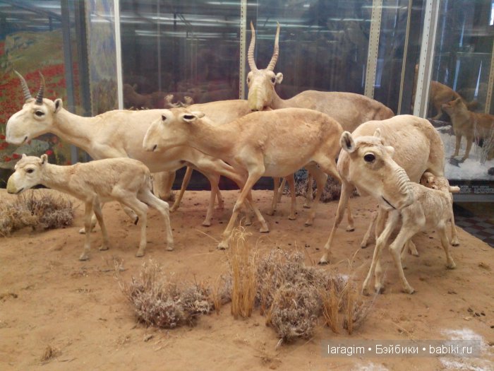 "А не пойти ли нам в Зоологический музей?"