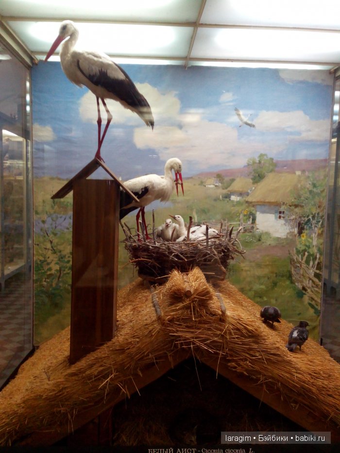 "А не пойти ли нам в Зоологический музей?"
