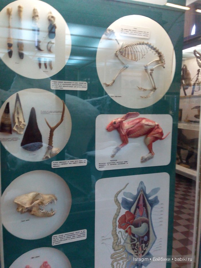 "А не пойти ли нам в Зоологический музей?"