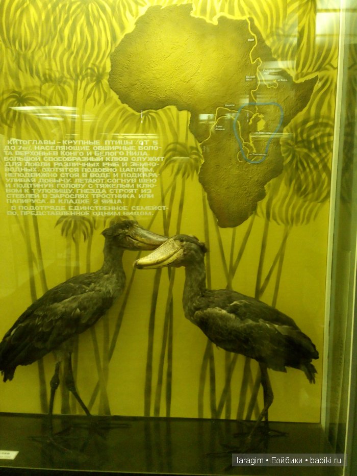 "А не пойти ли нам в Зоологический музей?"