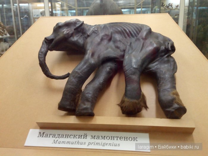 "А не пойти ли нам в Зоологический музей?"