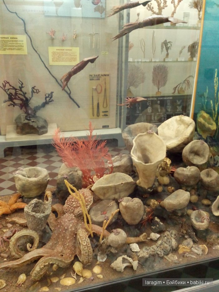 "А не пойти ли нам в Зоологический музей?"