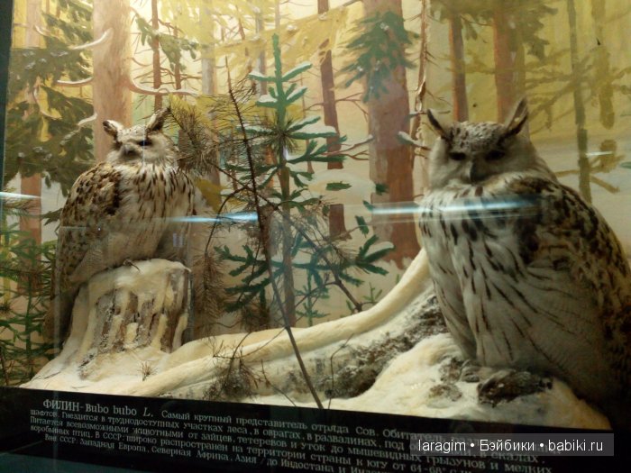 "А не пойти ли нам в Зоологический музей?"