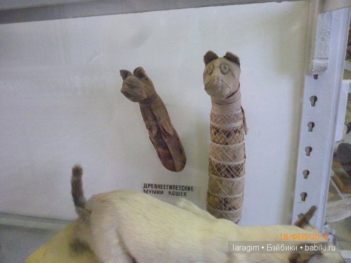 "А не пойти ли нам в Зоологический музей?"