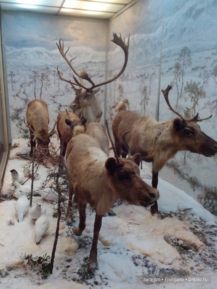 "А не пойти ли нам в Зоологический музей?"