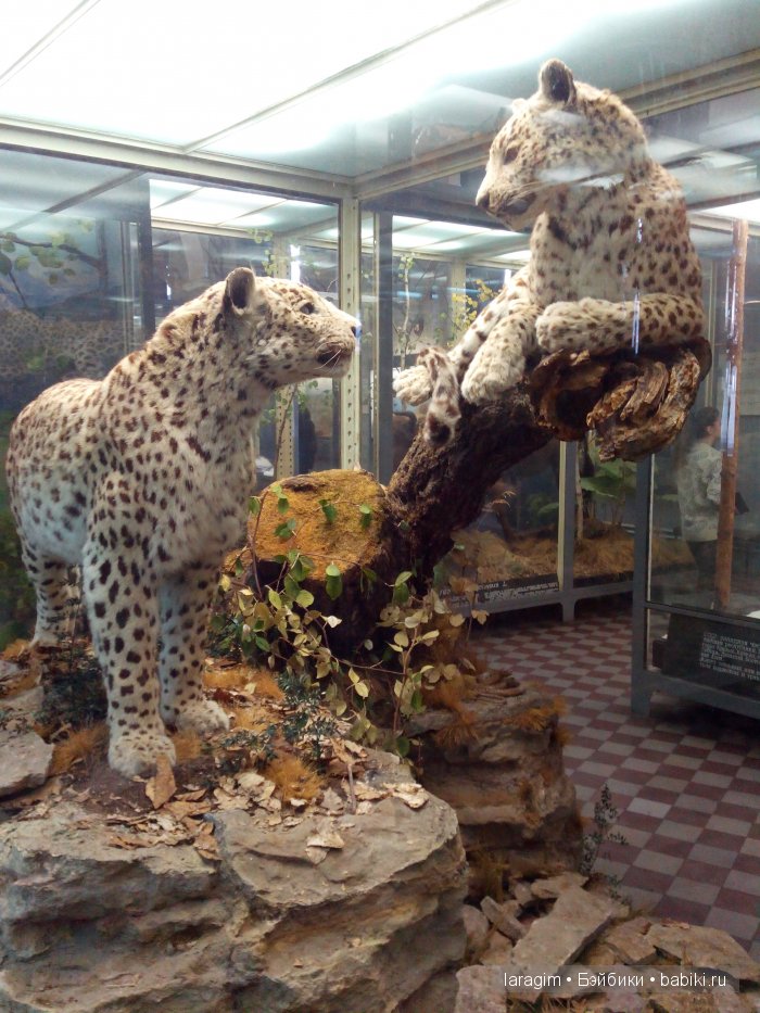 "А не пойти ли нам в Зоологический музей?"