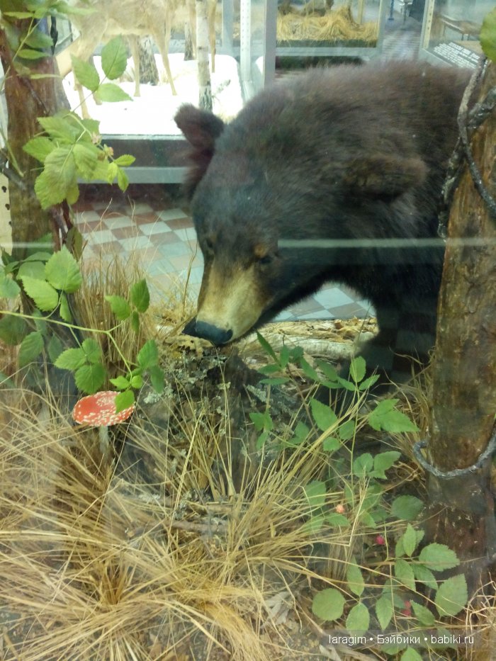 "А не пойти ли нам в Зоологический музей?"