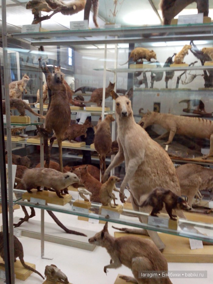 "А не пойти ли нам в Зоологический музей?"