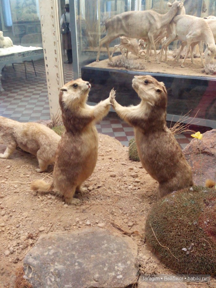 "А не пойти ли нам в Зоологический музей?"