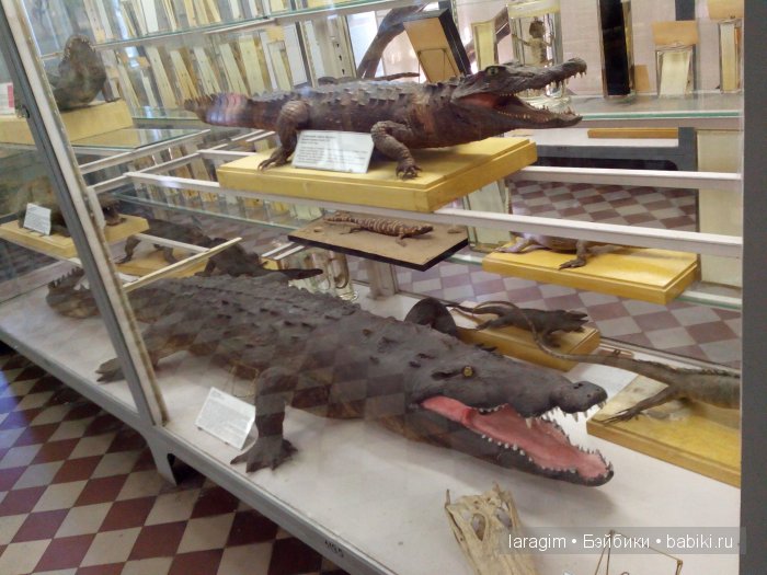 "А не пойти ли нам в Зоологический музей?" (фото 10)