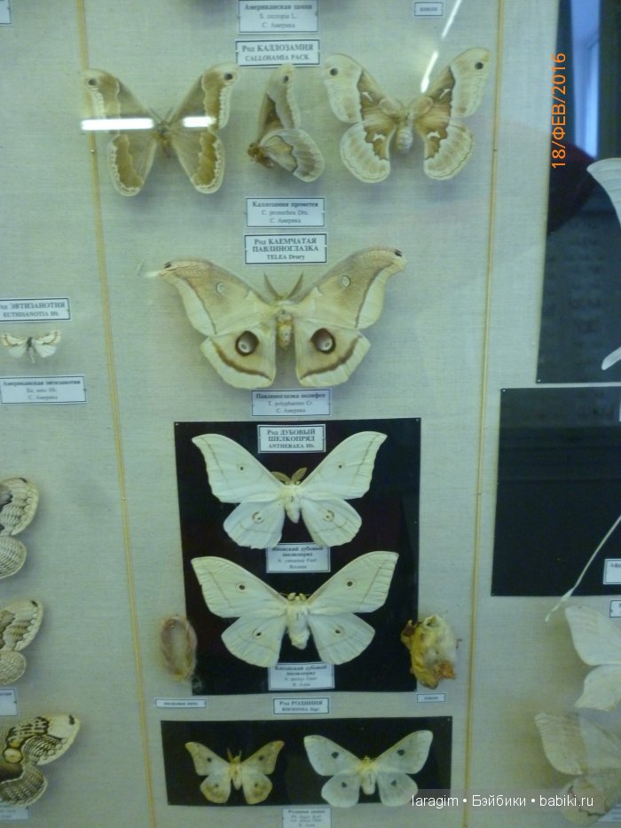 "А не пойти ли нам в Зоологический музей?"