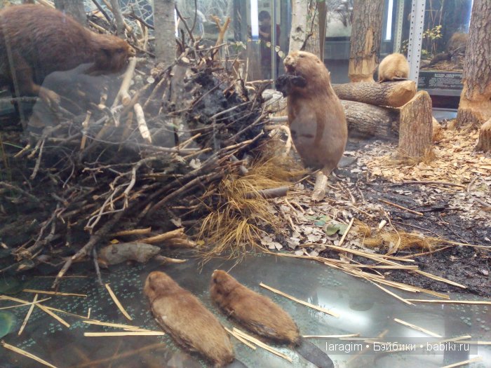 "А не пойти ли нам в Зоологический музей?"