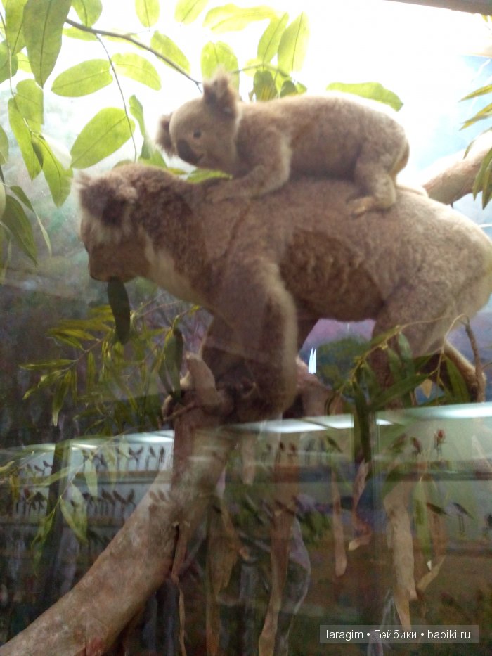 "А не пойти ли нам в Зоологический музей?"
