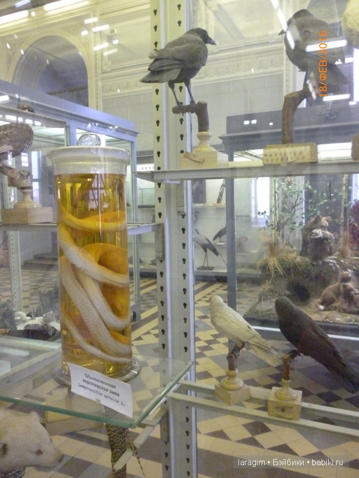 "А не пойти ли нам в Зоологический музей?"