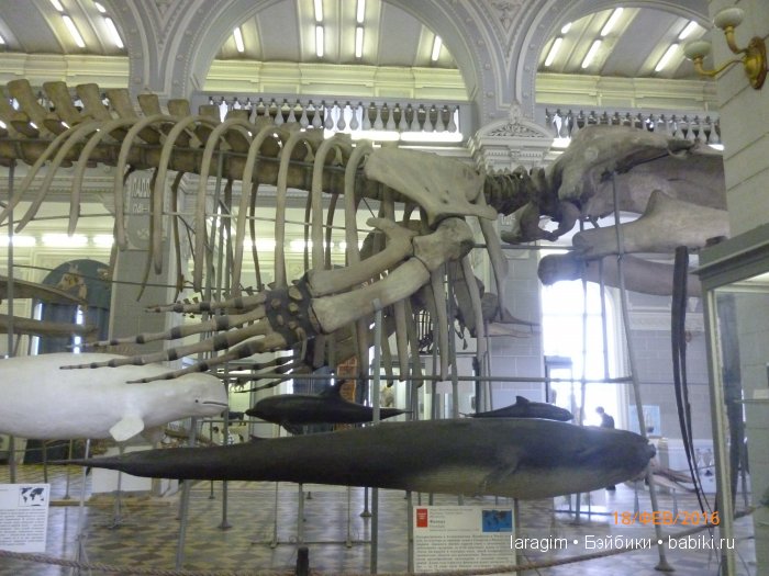 "А не пойти ли нам в Зоологический музей?" (фото 5)