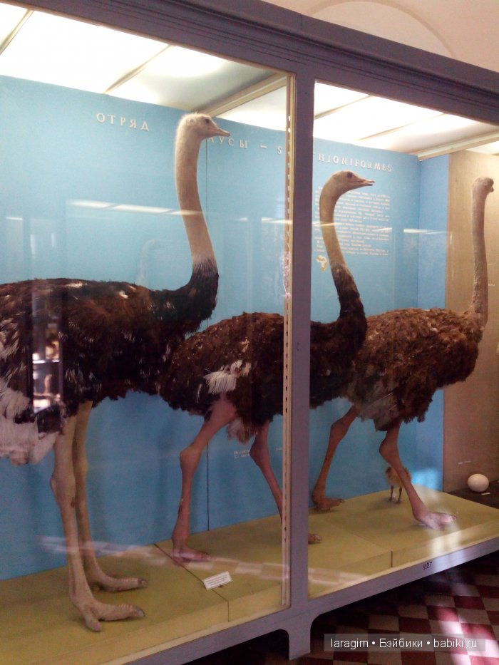 "А не пойти ли нам в Зоологический музей?"