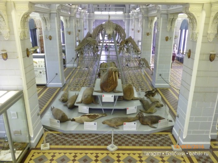 "А не пойти ли нам в Зоологический музей?" (фото 4)