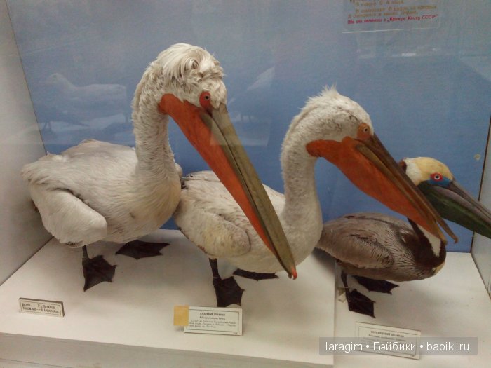 "А не пойти ли нам в Зоологический музей?"