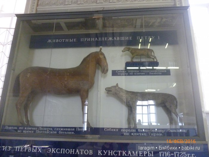 "А не пойти ли нам в Зоологический музей?" (фото 2)