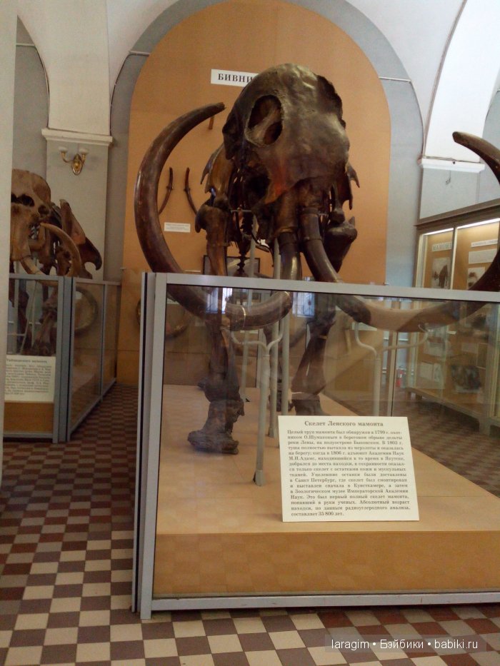 "А не пойти ли нам в Зоологический музей?"