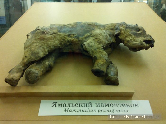 "А не пойти ли нам в Зоологический музей?"