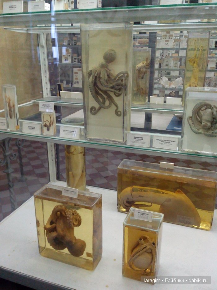 "А не пойти ли нам в Зоологический музей?"