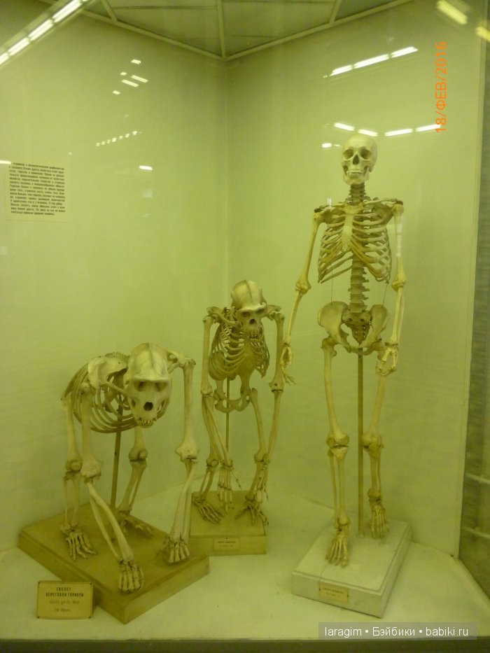 "А не пойти ли нам в Зоологический музей?" (фото 6)