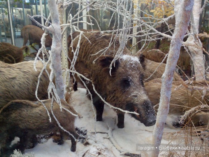 "А не пойти ли нам в Зоологический музей?"
