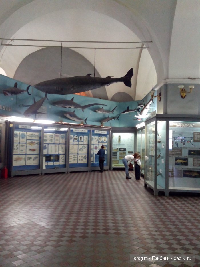 "А не пойти ли нам в Зоологический музей?" (фото 8)