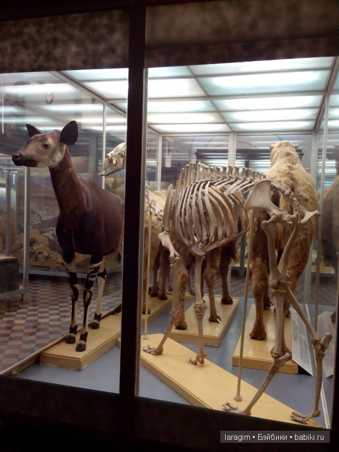 "А не пойти ли нам в Зоологический музей?"