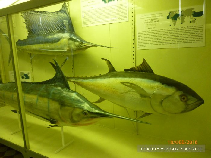 "А не пойти ли нам в Зоологический музей?" (фото 7)