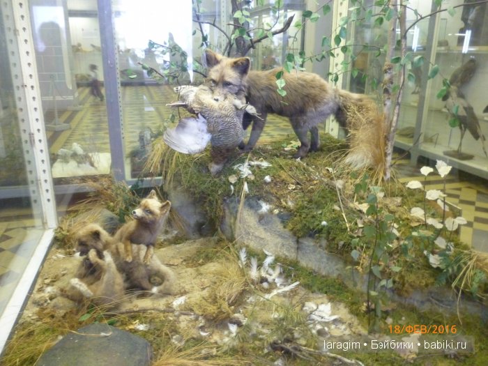 "А не пойти ли нам в Зоологический музей?"