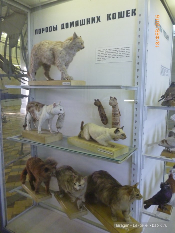 "А не пойти ли нам в Зоологический музей?"