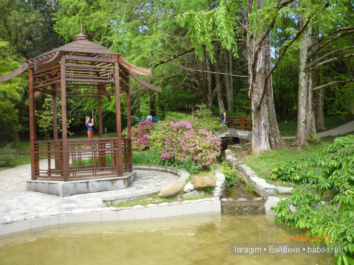 "В краю магнолий плещет море..." Дендрарий в Сочи. Верхняя площадка