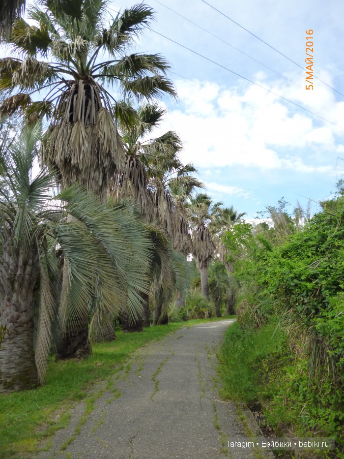 "В краю магнолий плещет море..." Дендрарий в Сочи. Верхняя площадка