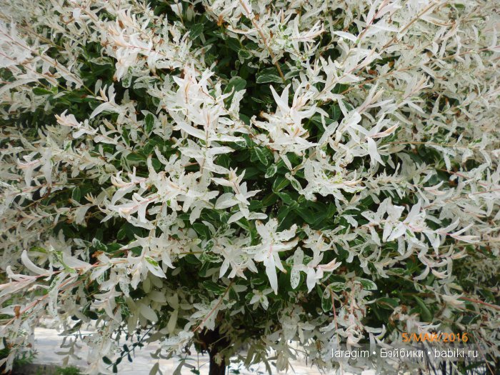 "В краю магнолий плещет море..." Дендрарий в Сочи. Верхняя площадка