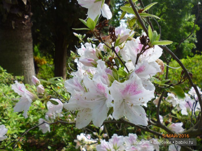 "В краю магнолий плещет море..." Дендрарий в Сочи. Верхняя площадка